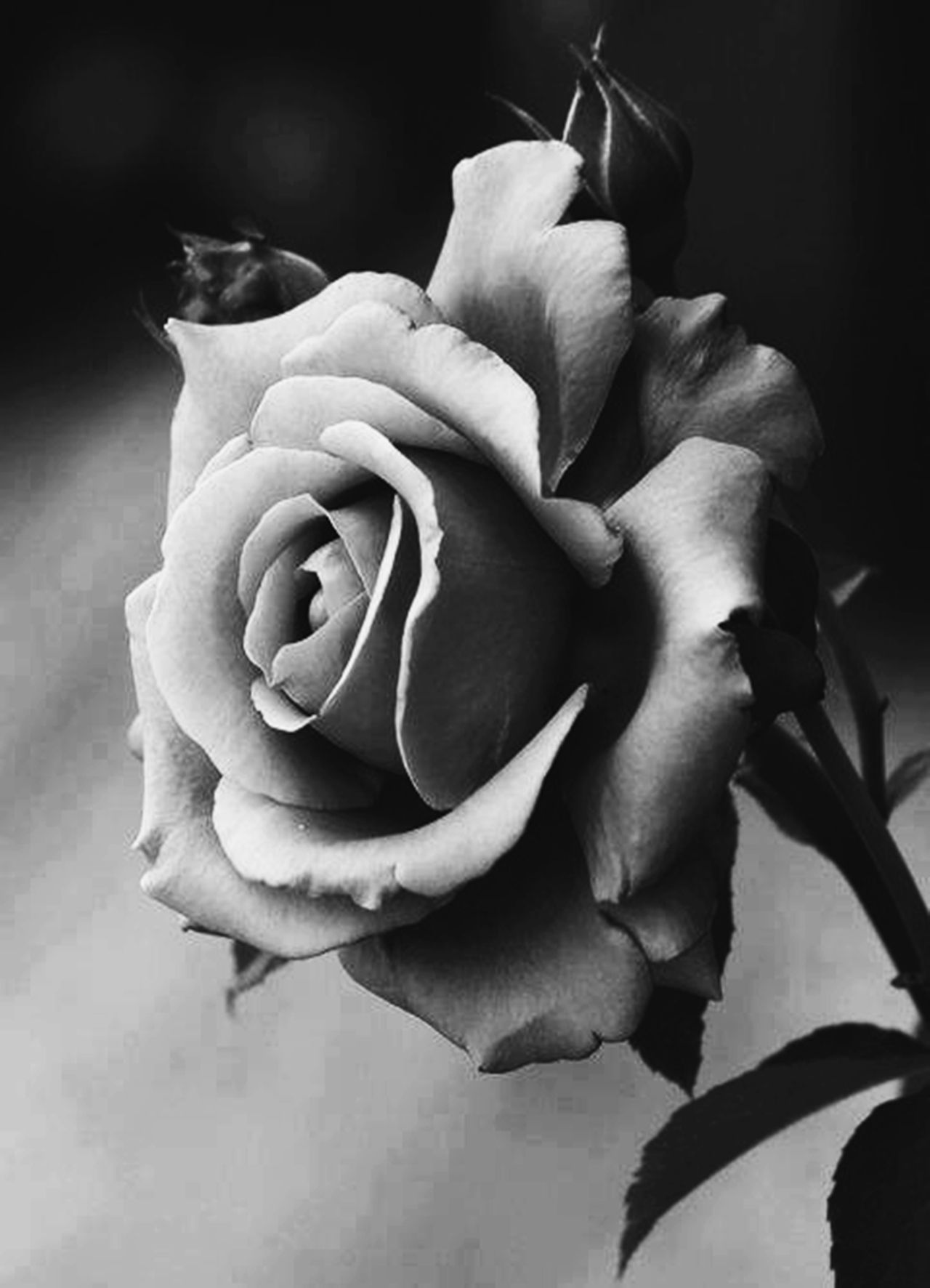 Роза чёрно белая