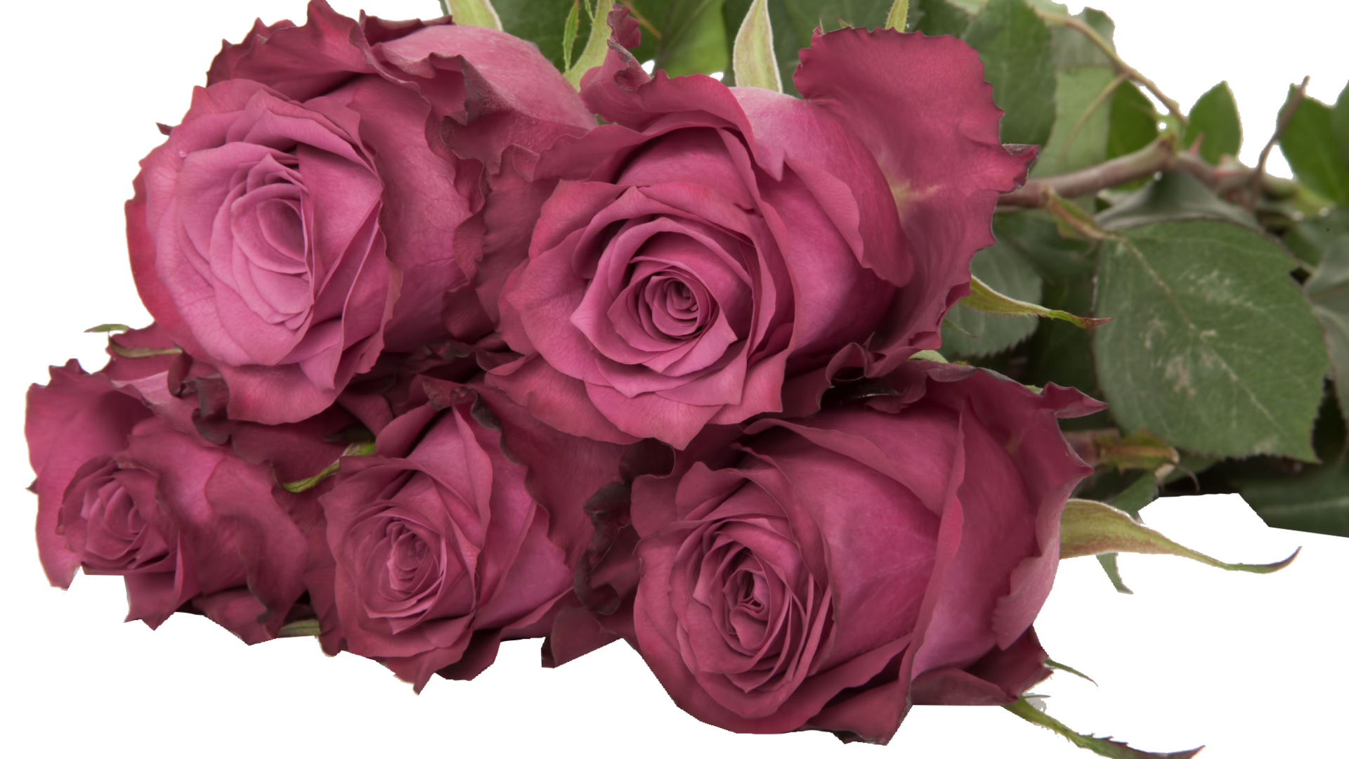 Броканте роза фото и описание