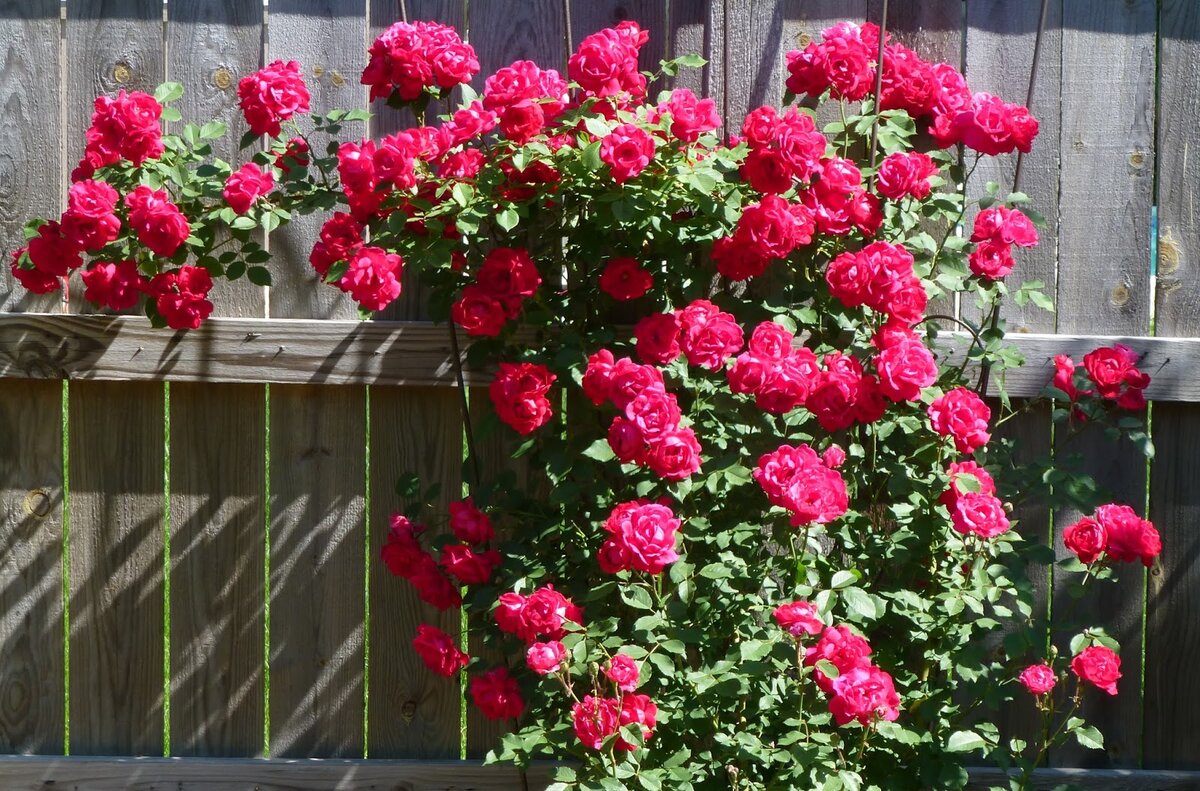 Розы Кучерявые