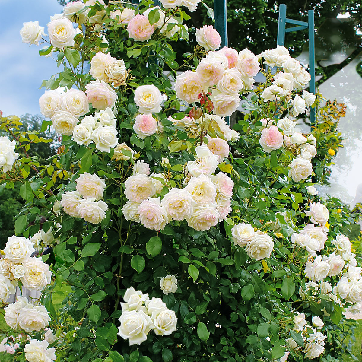 Плетистая роза полька фото и описание сорта