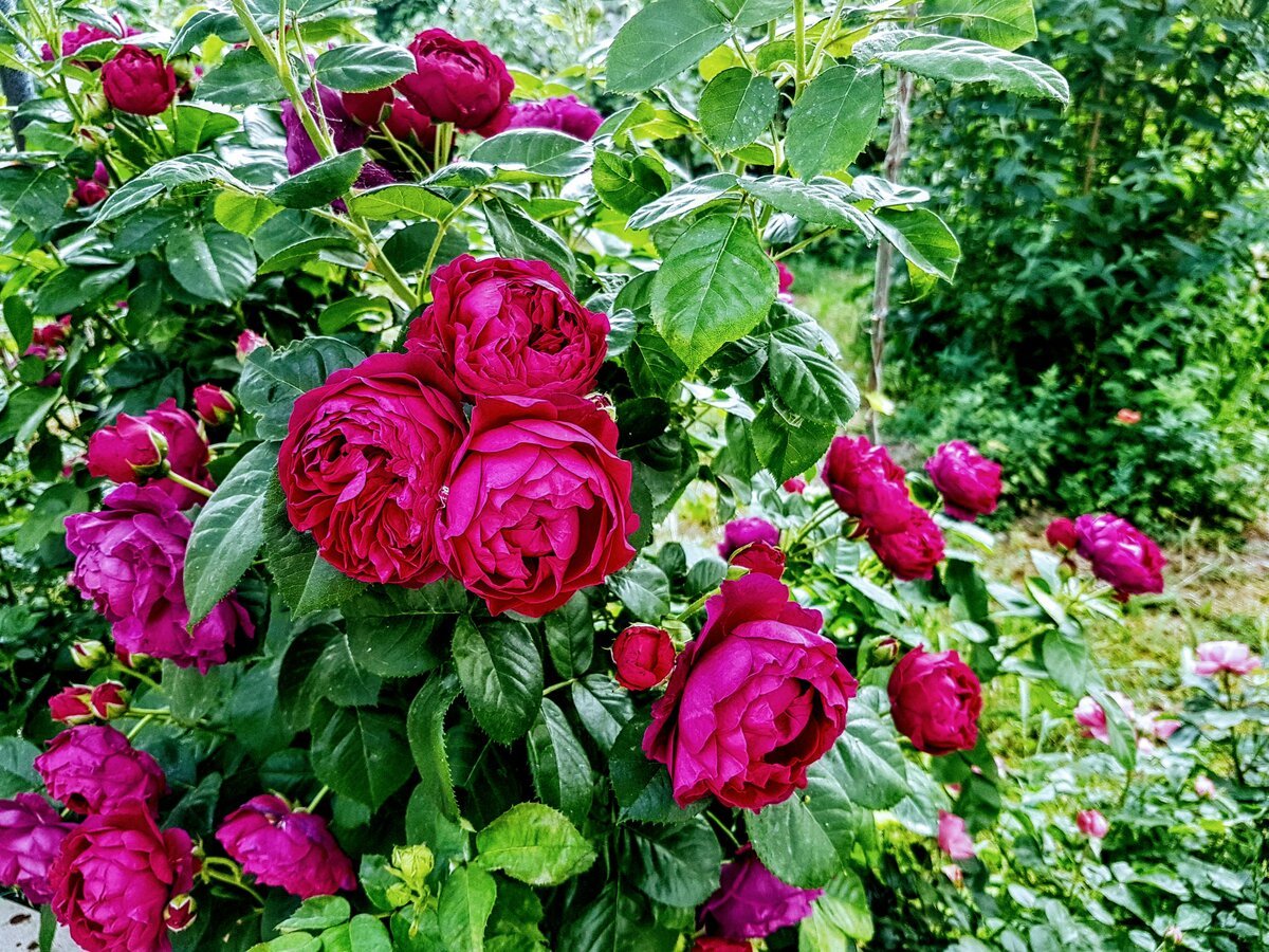 Роза парковая аскот фото и описание