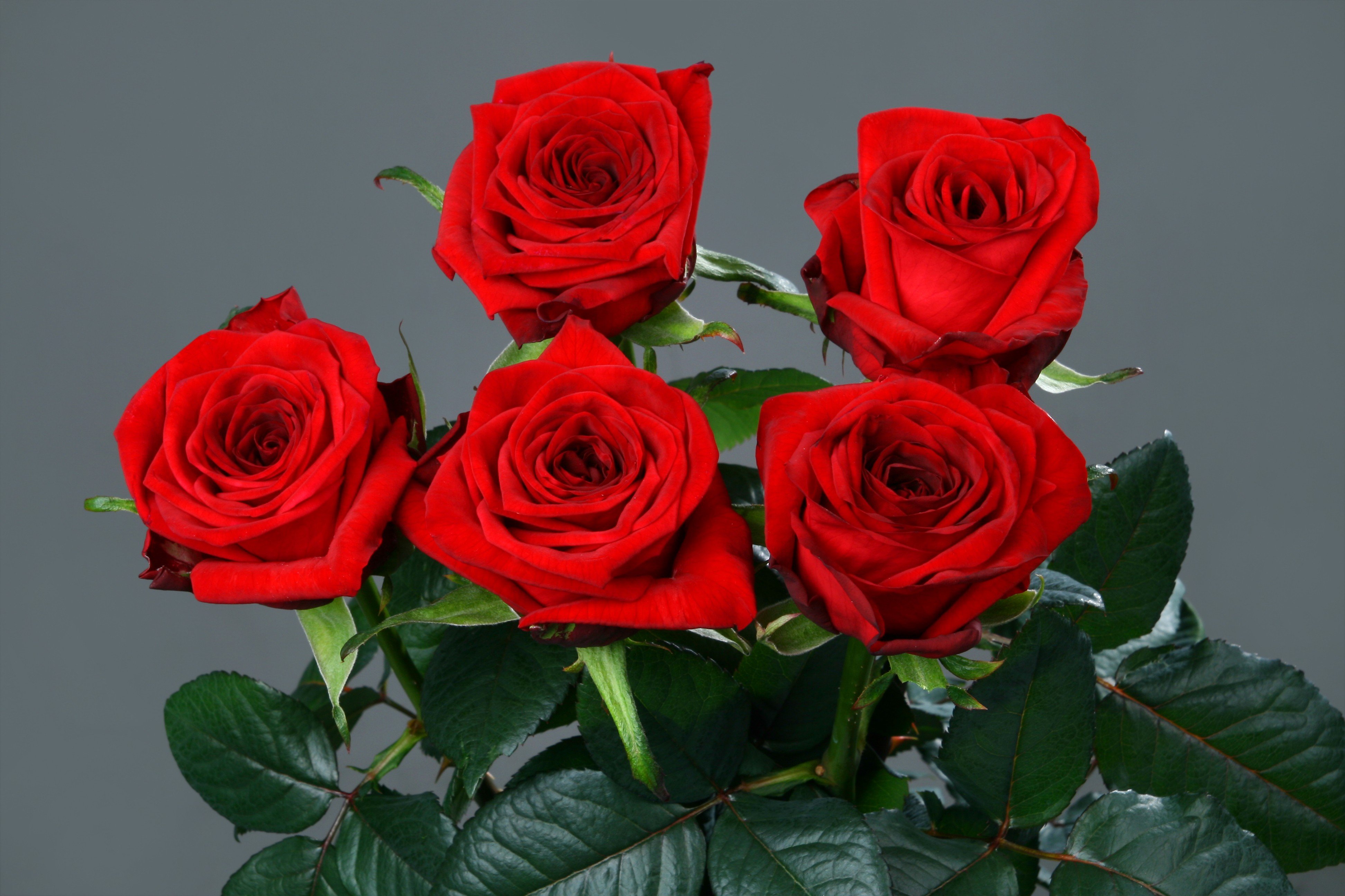 Красная роза Red Naomi