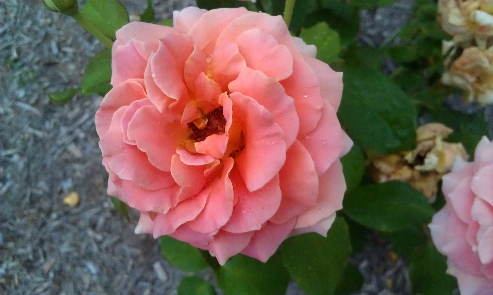 Роза флорибунда Атлантик Стар