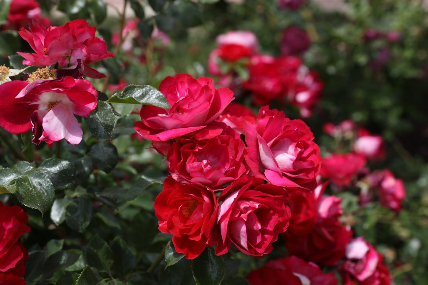 Роза флорибунда дольче вита фото