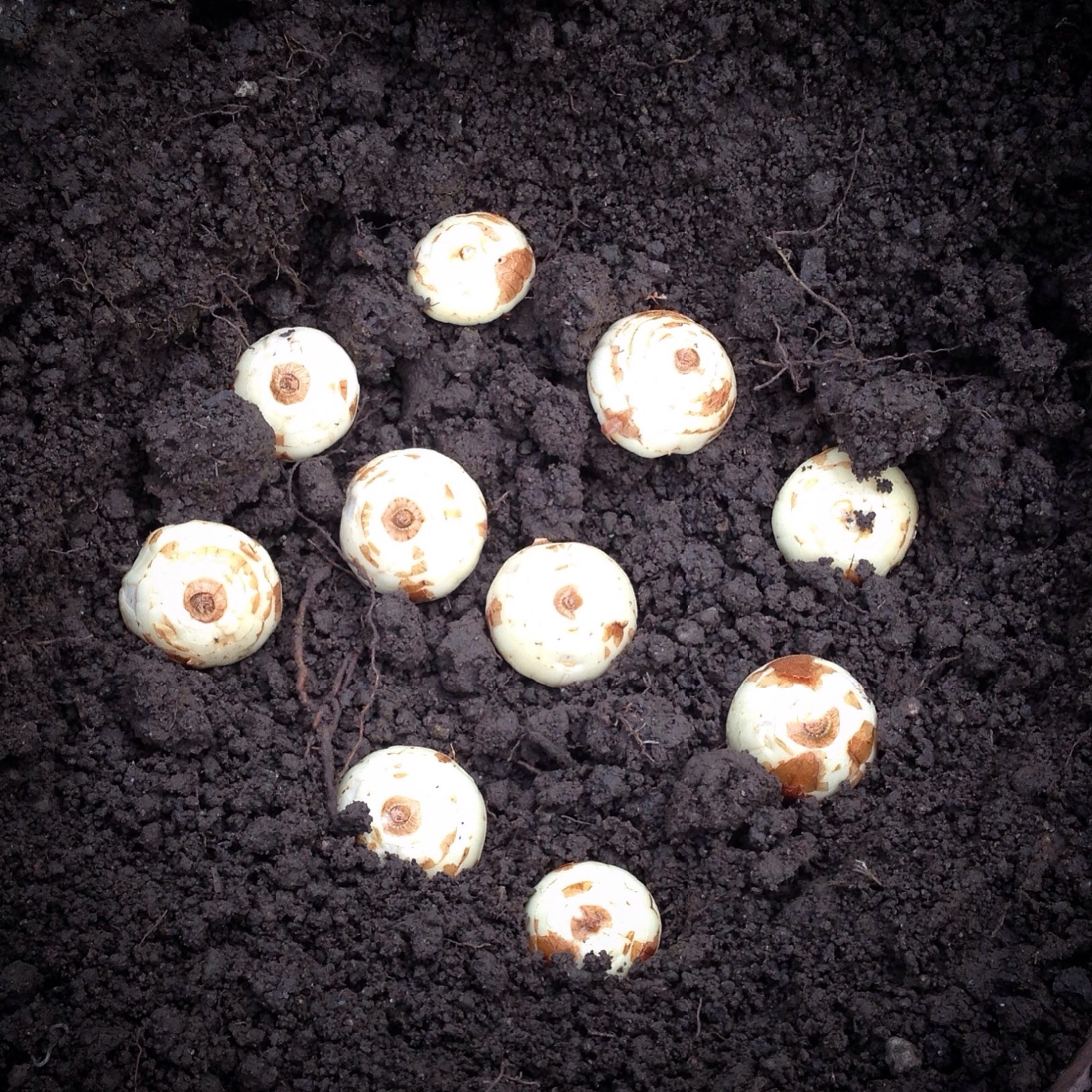 Как правильно посадить гладиолусы весной в открытый