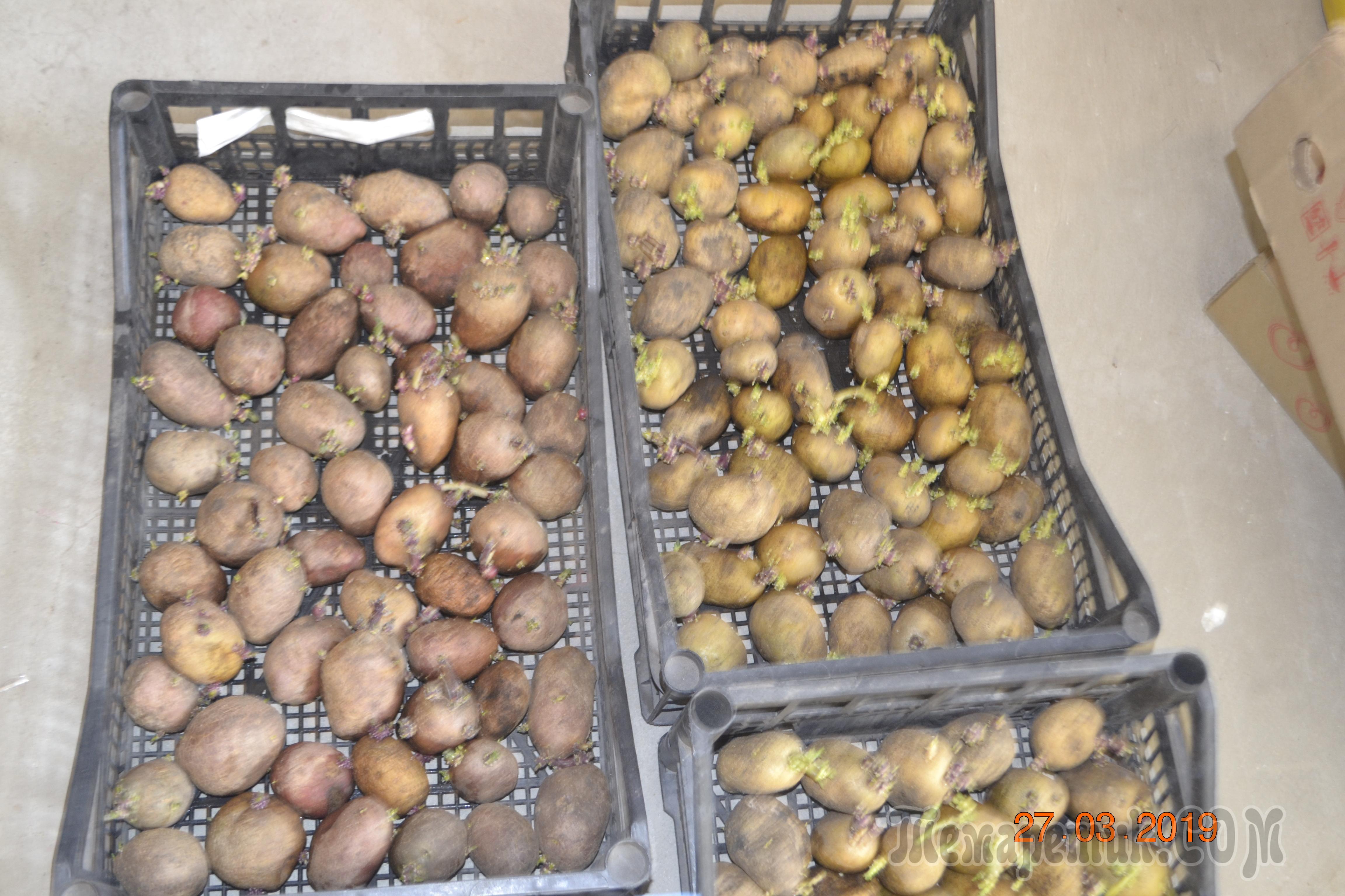 Луковица гладиолусов перед проращиванием. Подготовка картофеле к посеву. Подготовка картофеля к работе.