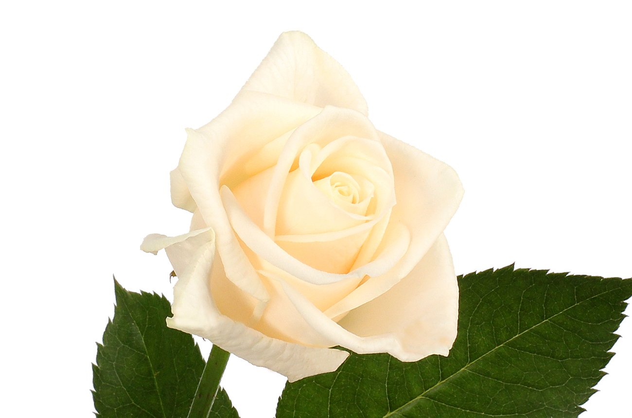 Венделла роза Эквадор