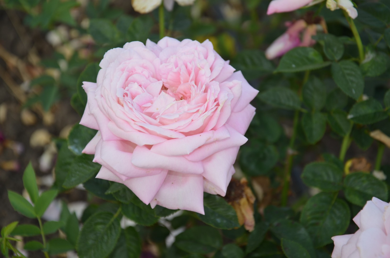 Роза чайно гибридная королева красоты (77 фото) .