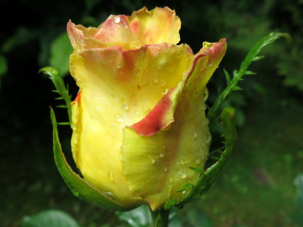 Роза чайно гибридная королева красоты фото и описание