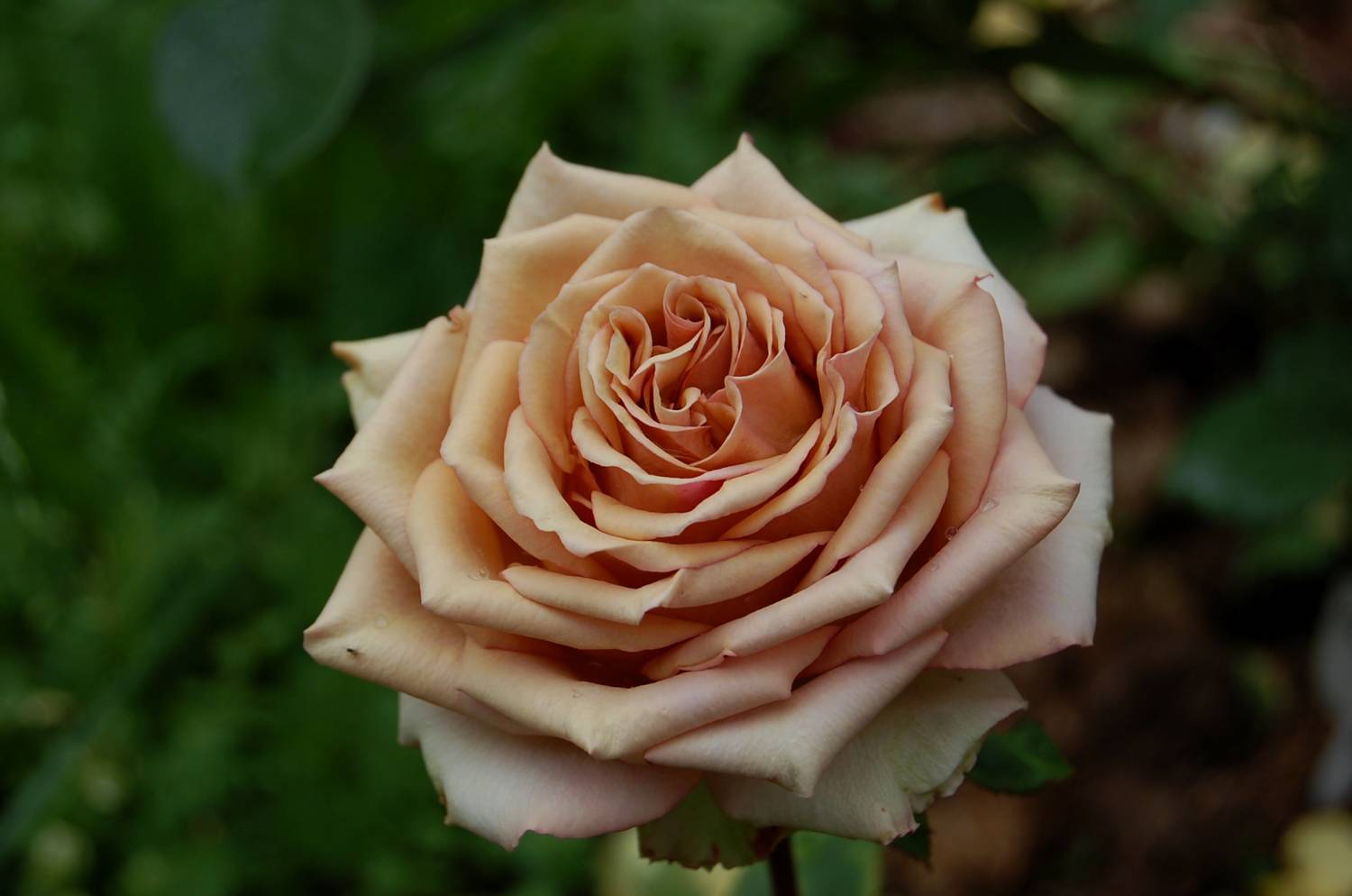 Роза Марракеш чайно гибридная роза