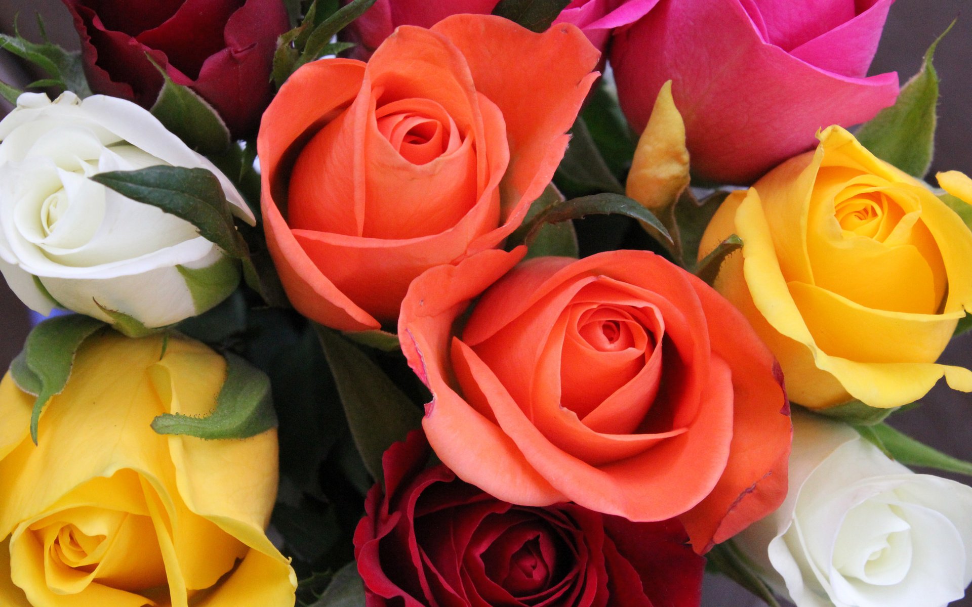 Фото цветов роз разных цветов фото
