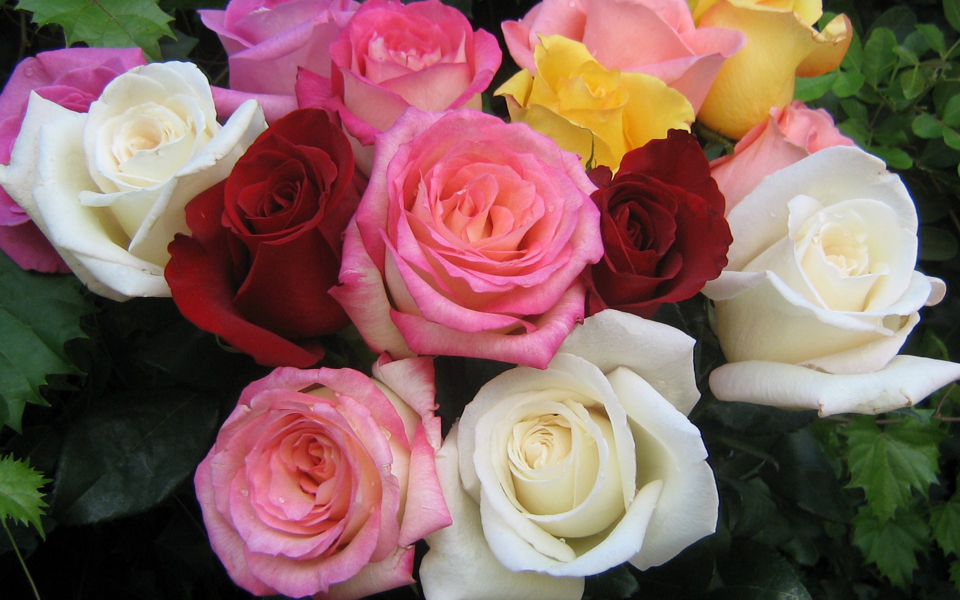 Цветы розы фото. Роза калиоказали. Роза ол Райт. Роза флорибунда Персис. Роза Броканте.
