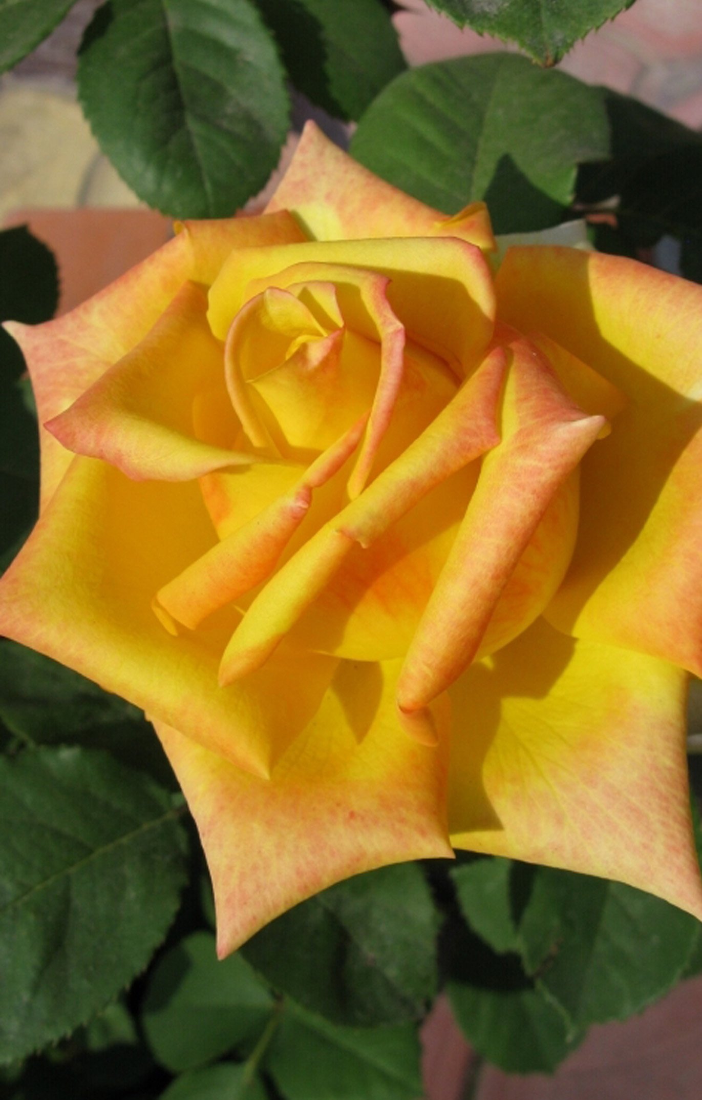 Роза Мохана желтая чайно-гибридная