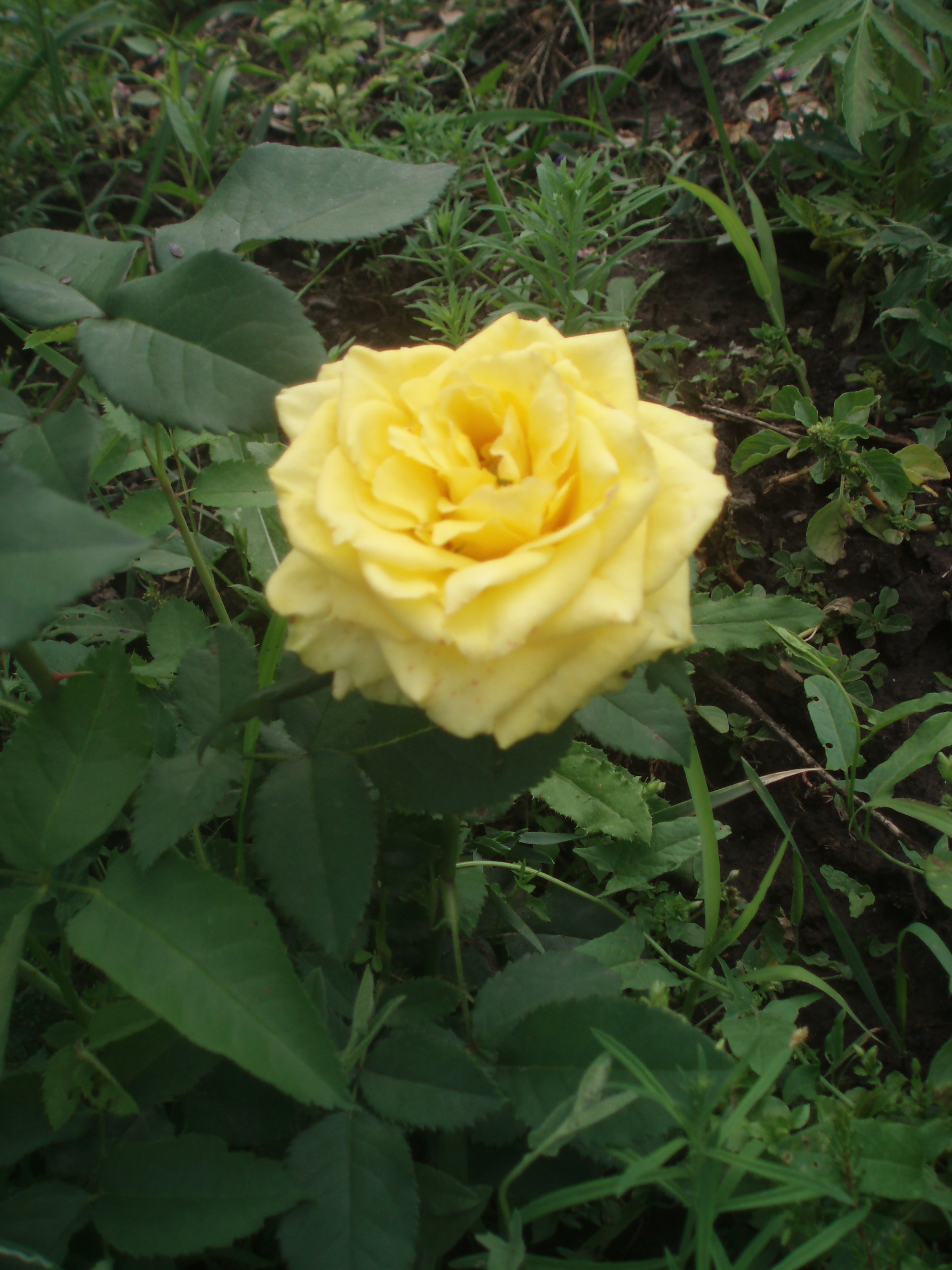Розы флорибунда Папиллон (papillon)
