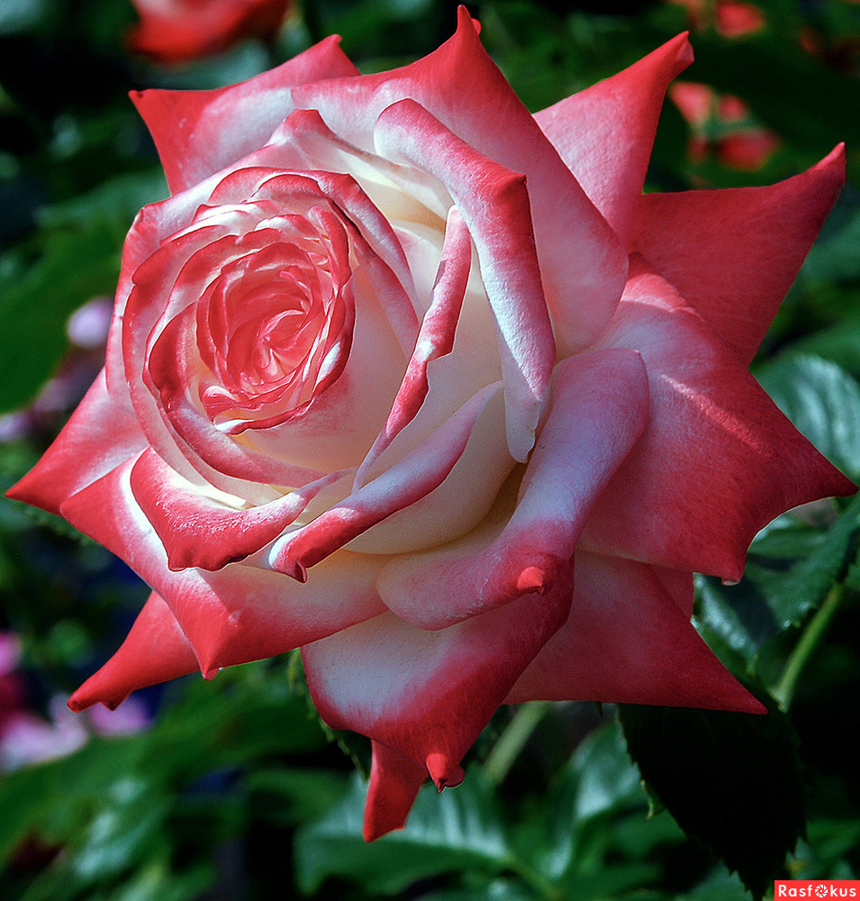 Роза чайно гибридная высший свет фото