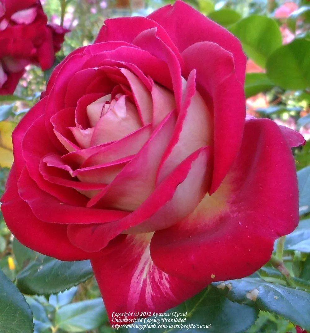 Версилия роза чайно гибридная описание и фото и описание