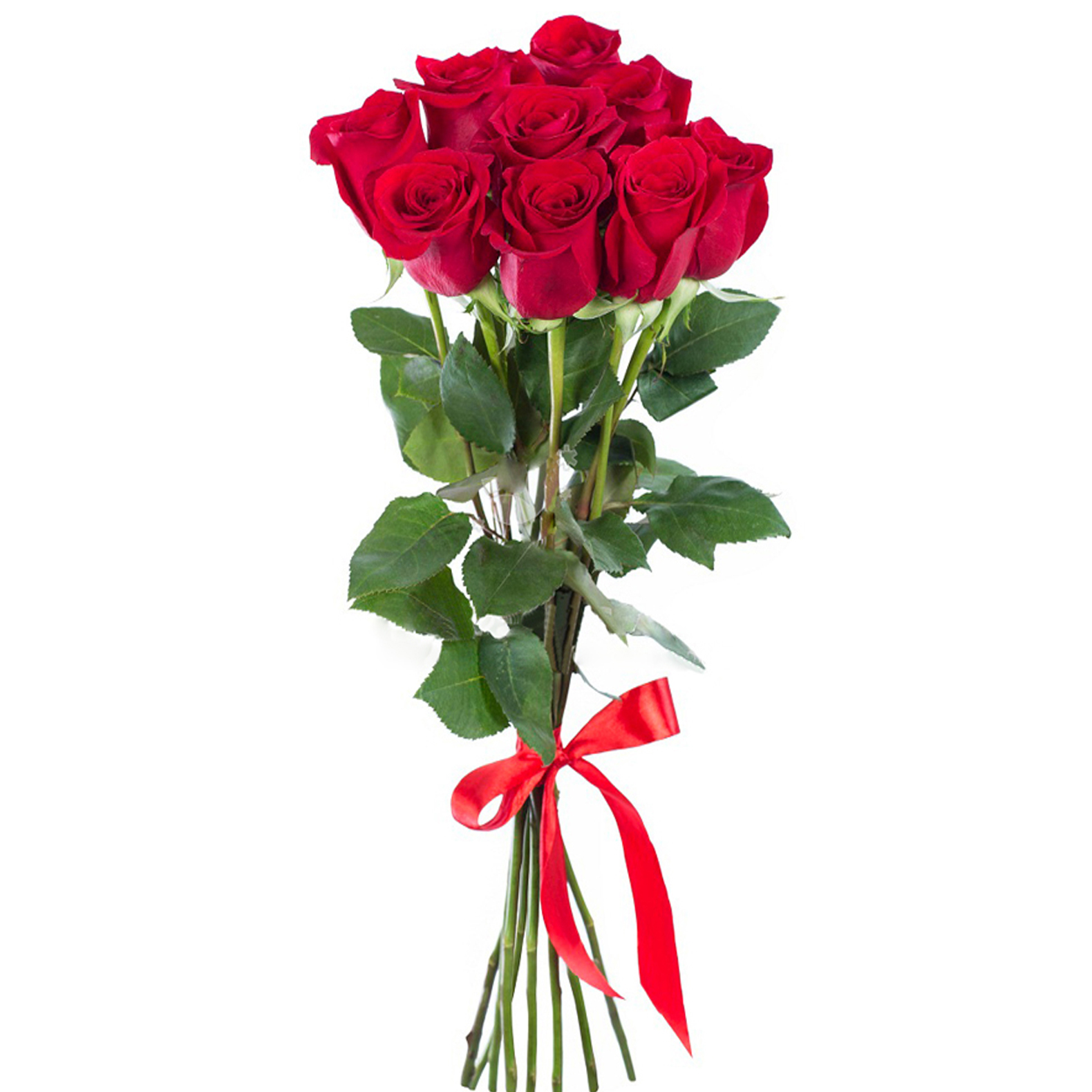 Девять роз. 9 Роз Эквадор. 9 Красных роз Эквадор.