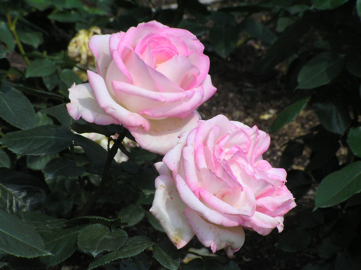 Принцесса монако роза фото и описание