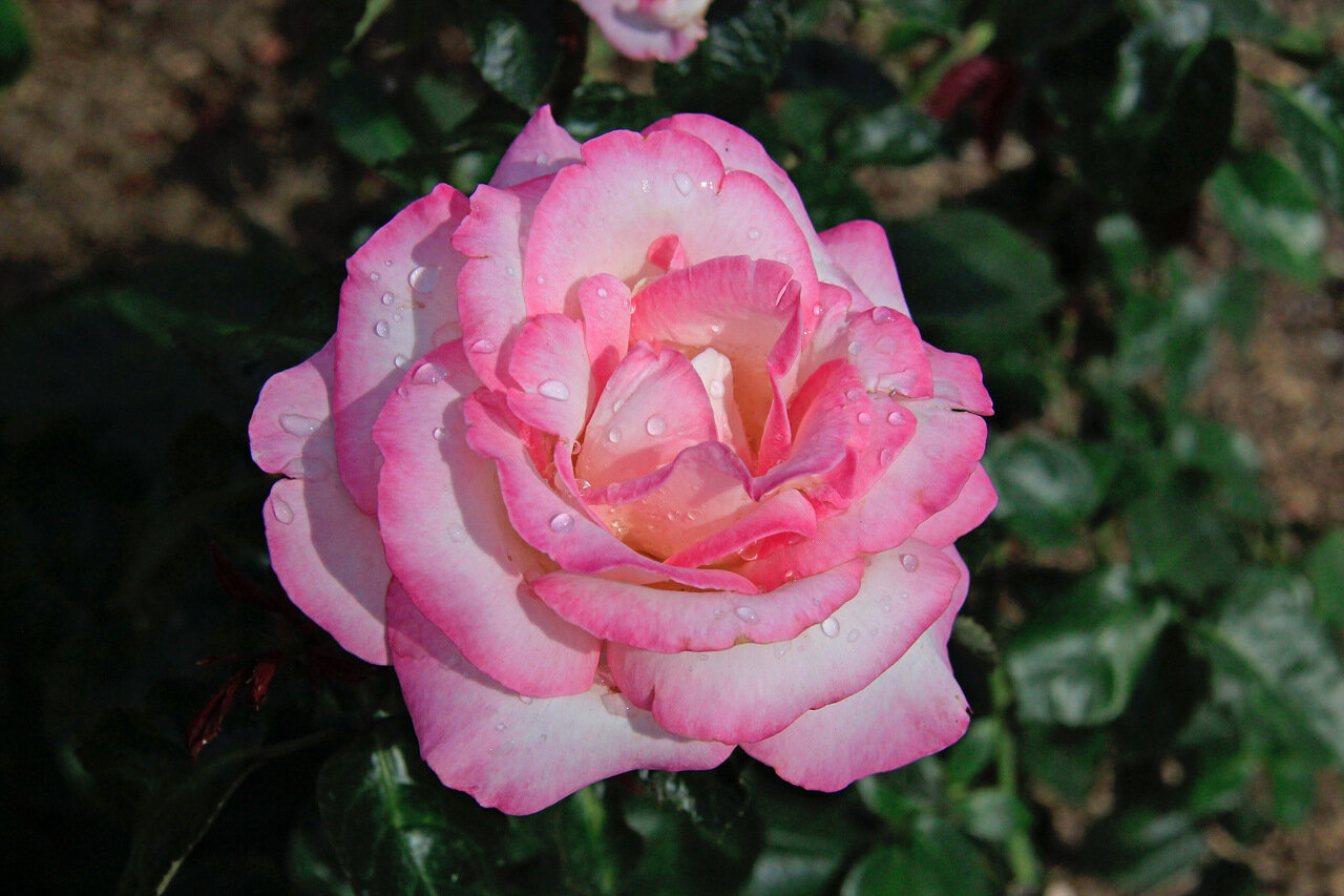 Роза чайно-гибридная принцесс де Монако
