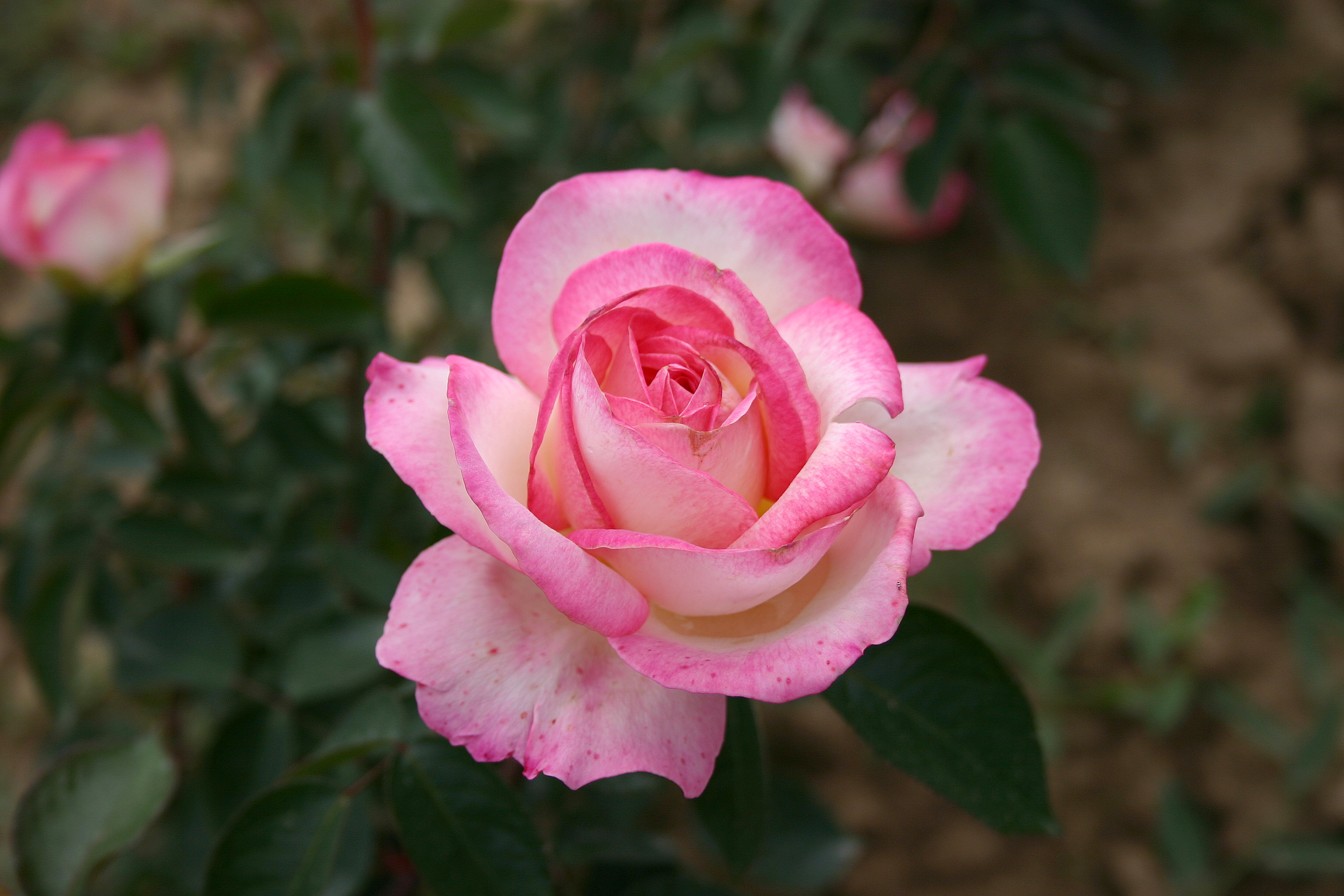 Принцесса монако роза фото и описание