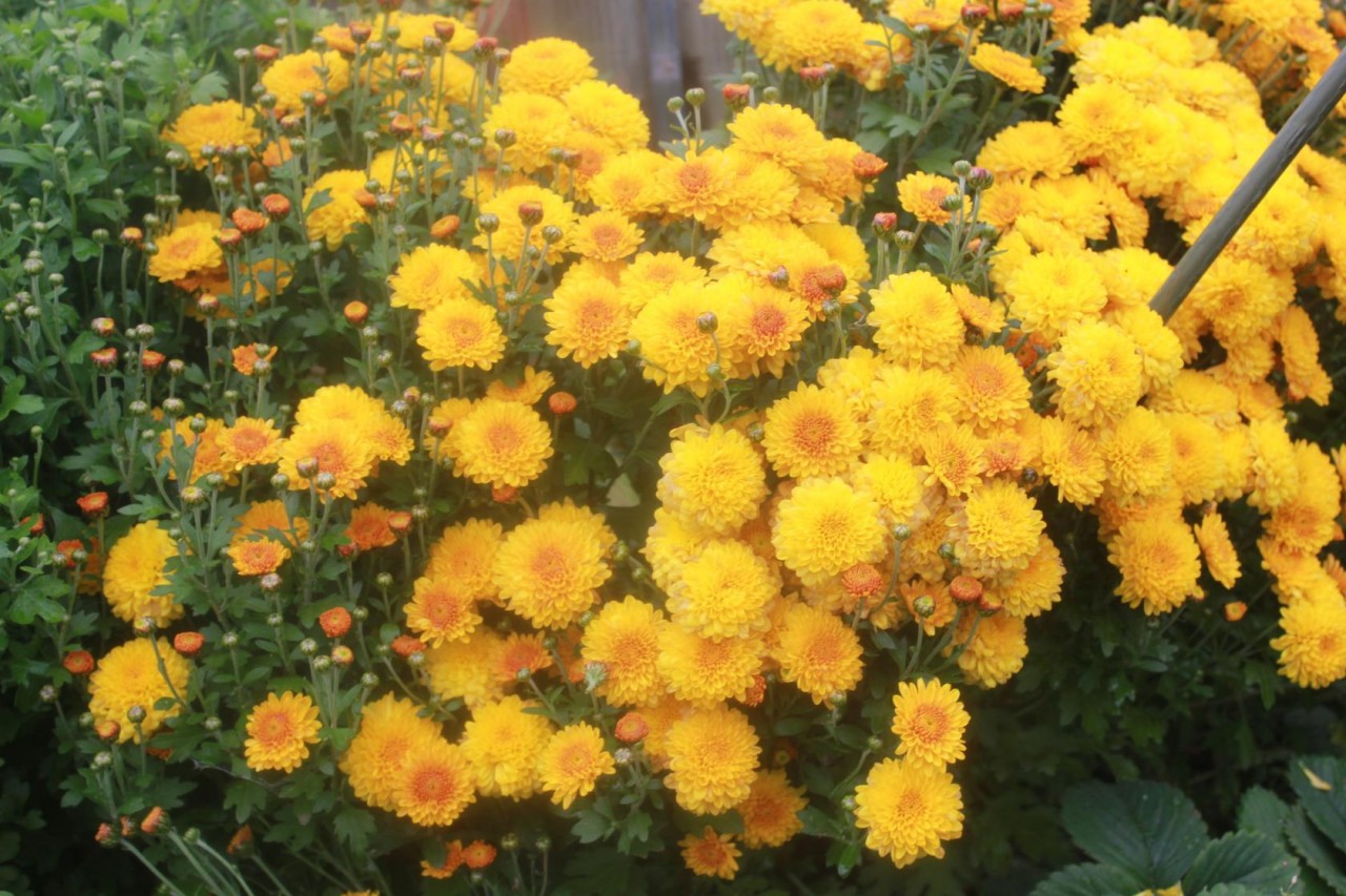 Желтые цветы осенние фото названия