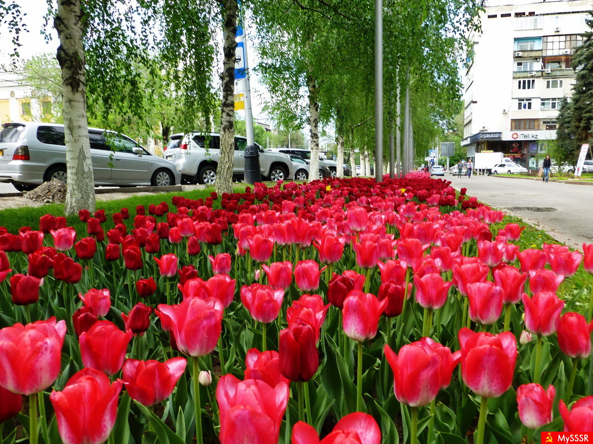 Тюльпаны нефтекамск. Тюльпановые поля в Алма Ате. Алма Ата горы тюльпаны. «Тюльпаны на Волге» Ереван.