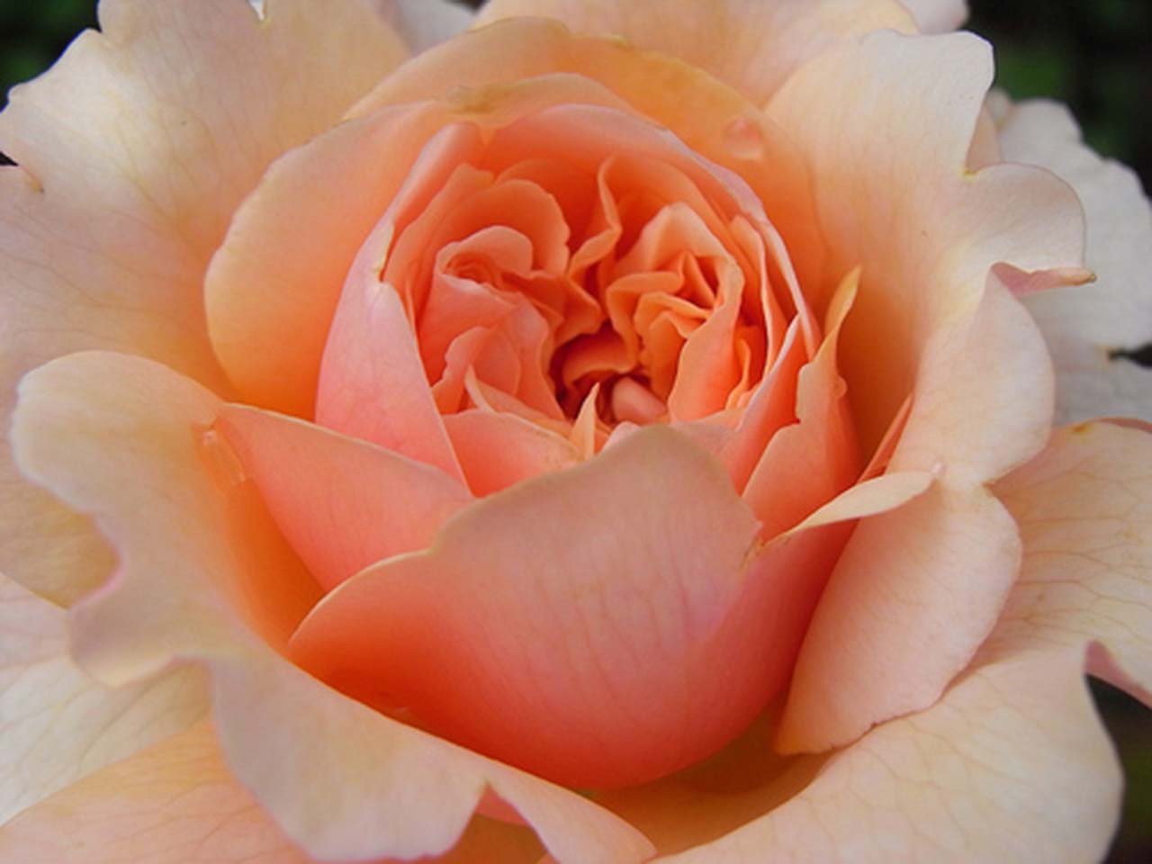 Роза Версайни /Rose Versigny (шраб)