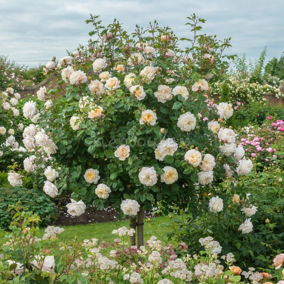 Роза Английская Парковая Крокус Роуз