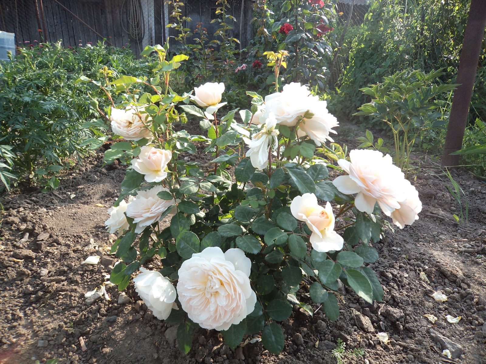 Роза шраб (Rosa Crocus Rose) Окс