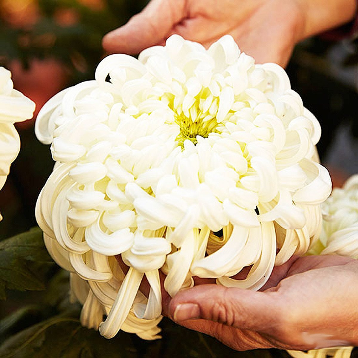 белые хризантемы сорта с фото и названиями