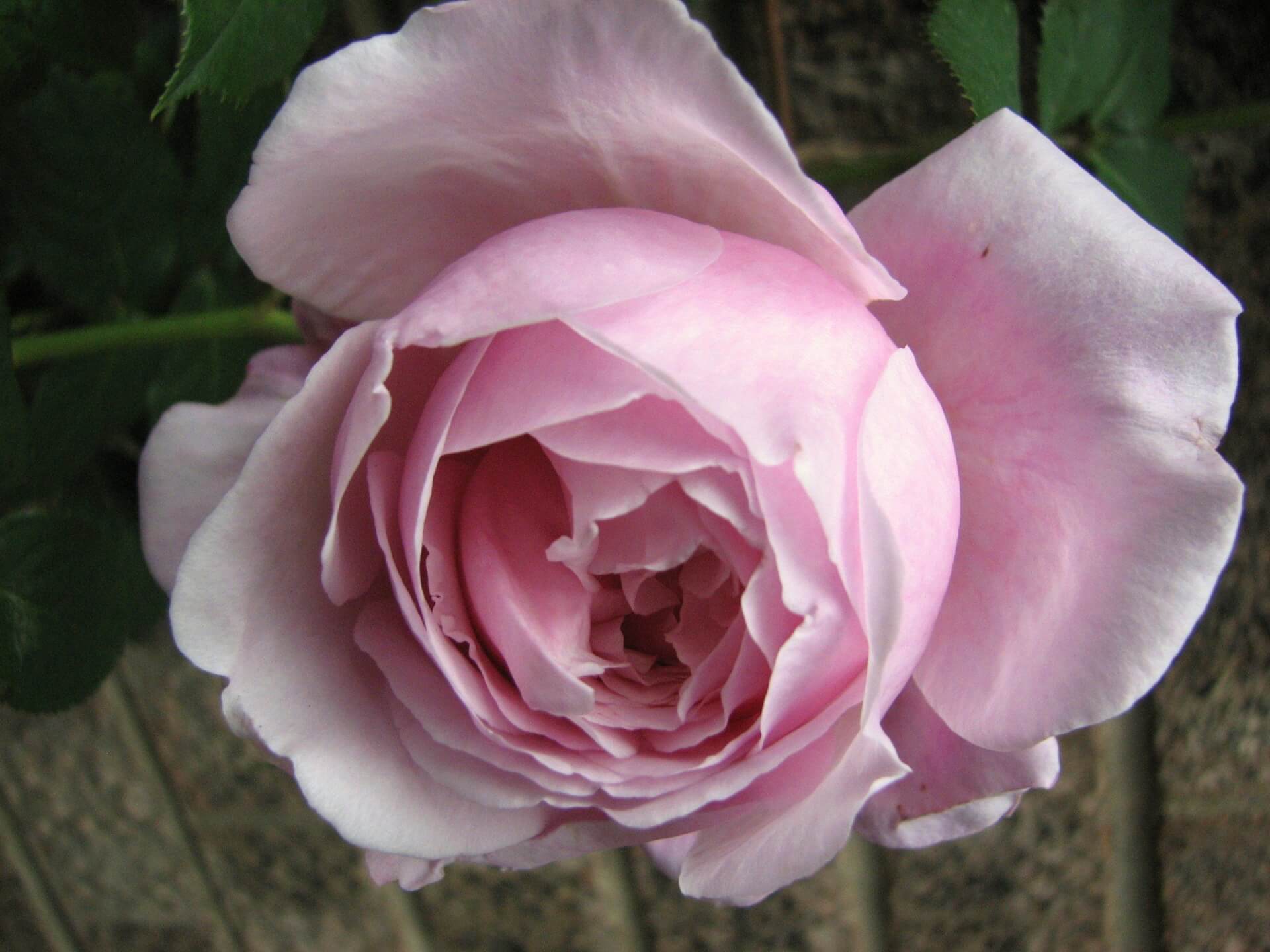 Роза тиара чайно гибридная фото и описание