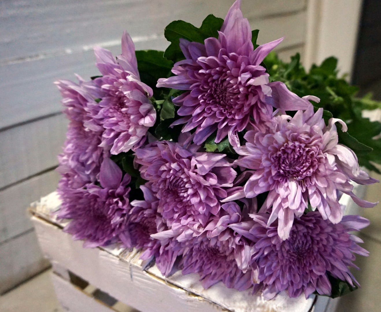 Хризантема одноголовая фиолетовая