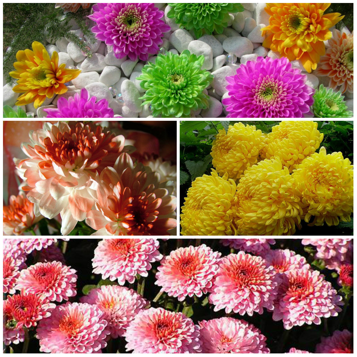 Популярные виды цветов названия и фото