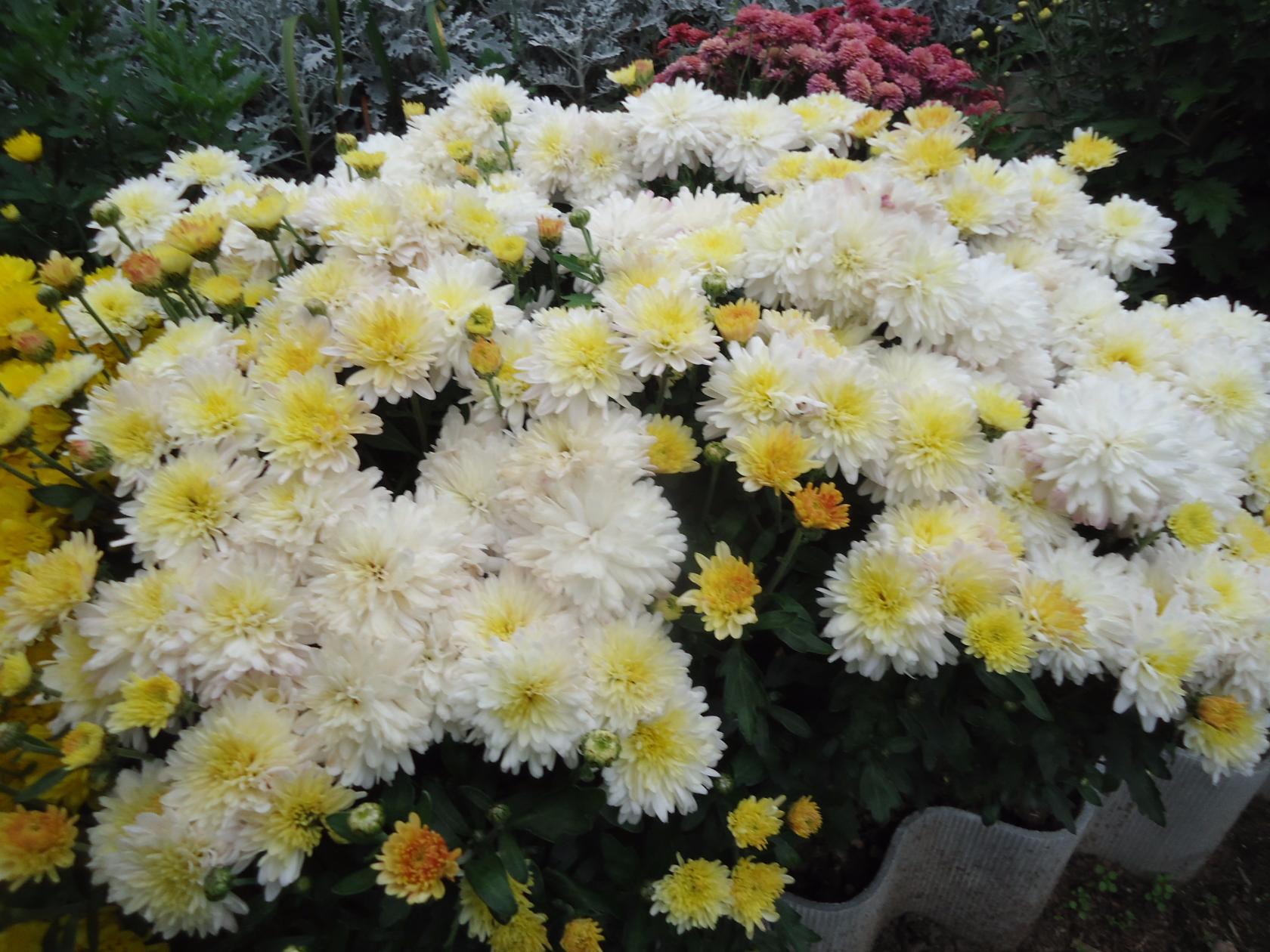 белые хризантемы сорта с фото и названиями