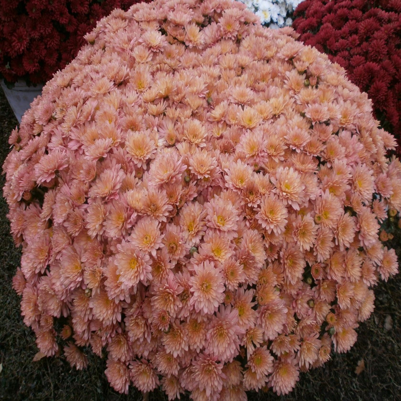 сорта шаровидных хризантем с фото и названиями