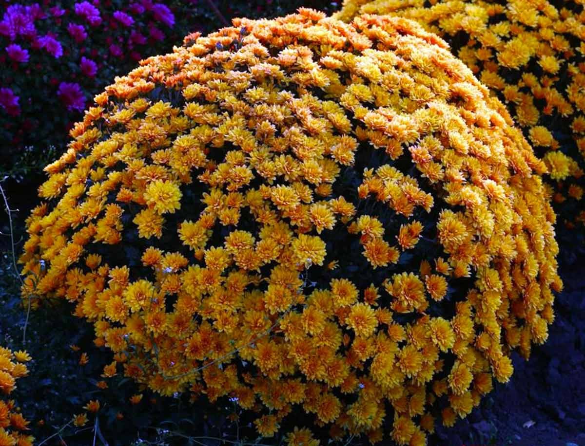 Хризантема мультифлора шаровидная многолетняя