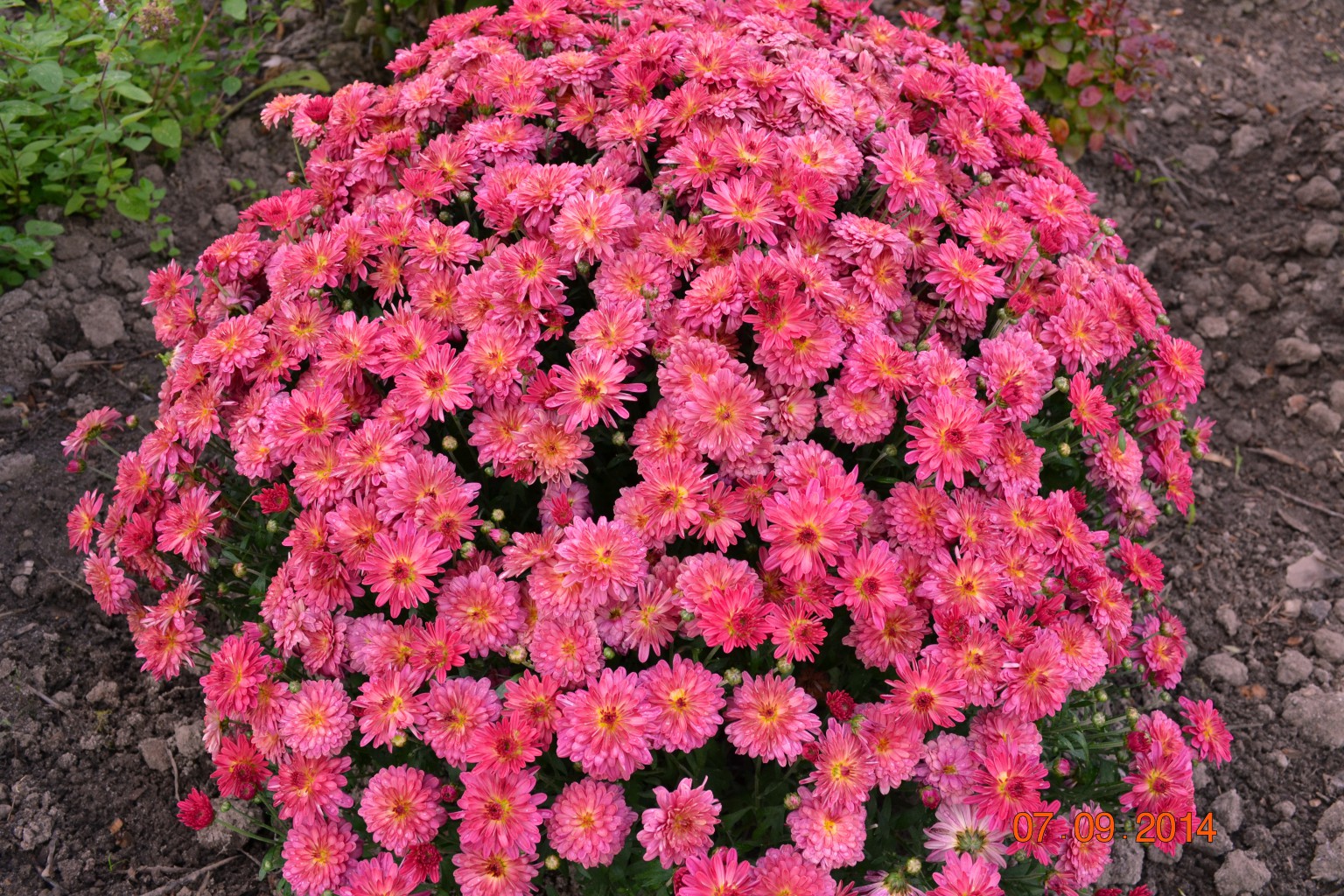 Сорта хризантем низкорослых с фото и названиями