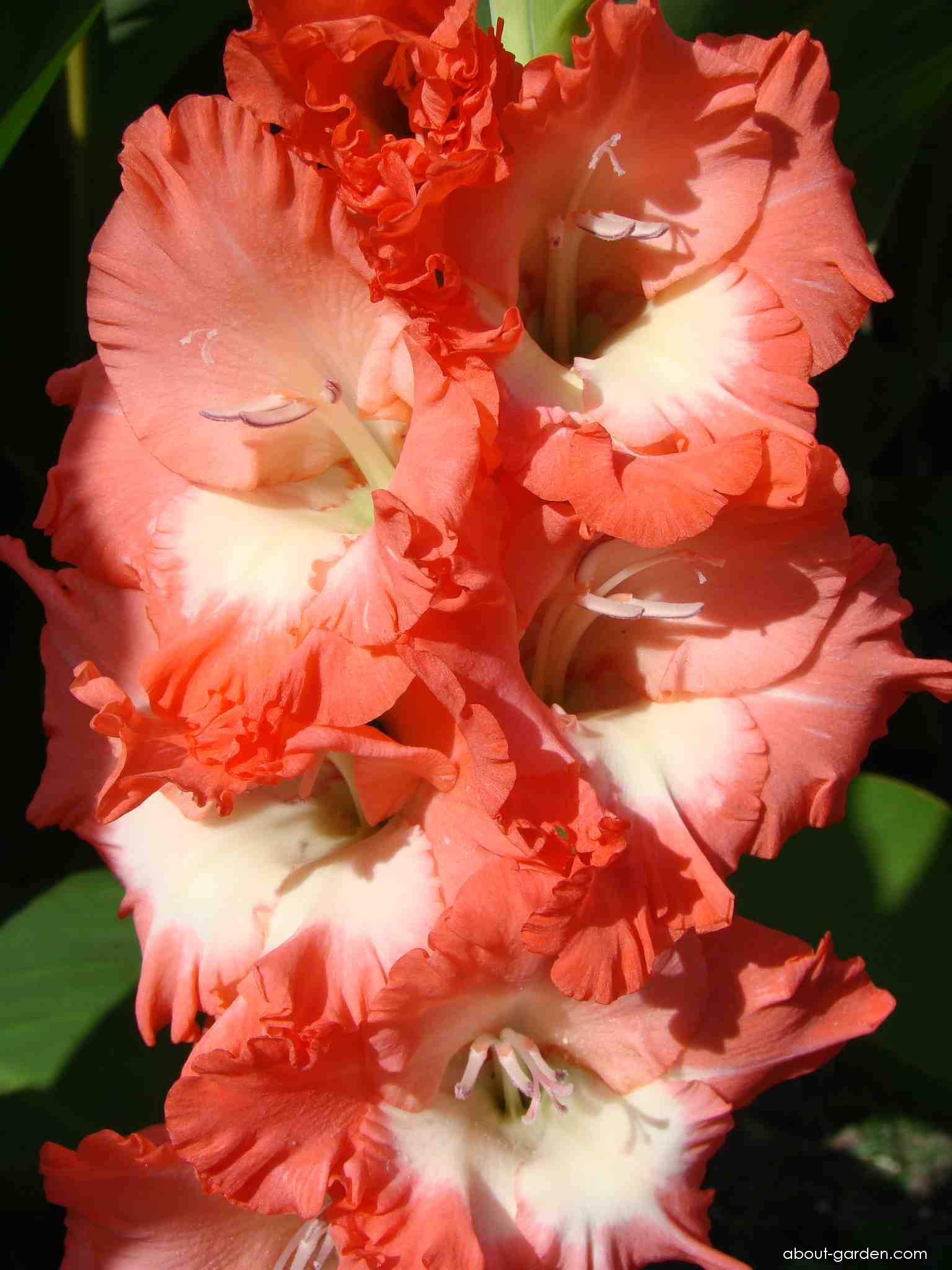 Гладиолус роуз суприм фото и описание сорта