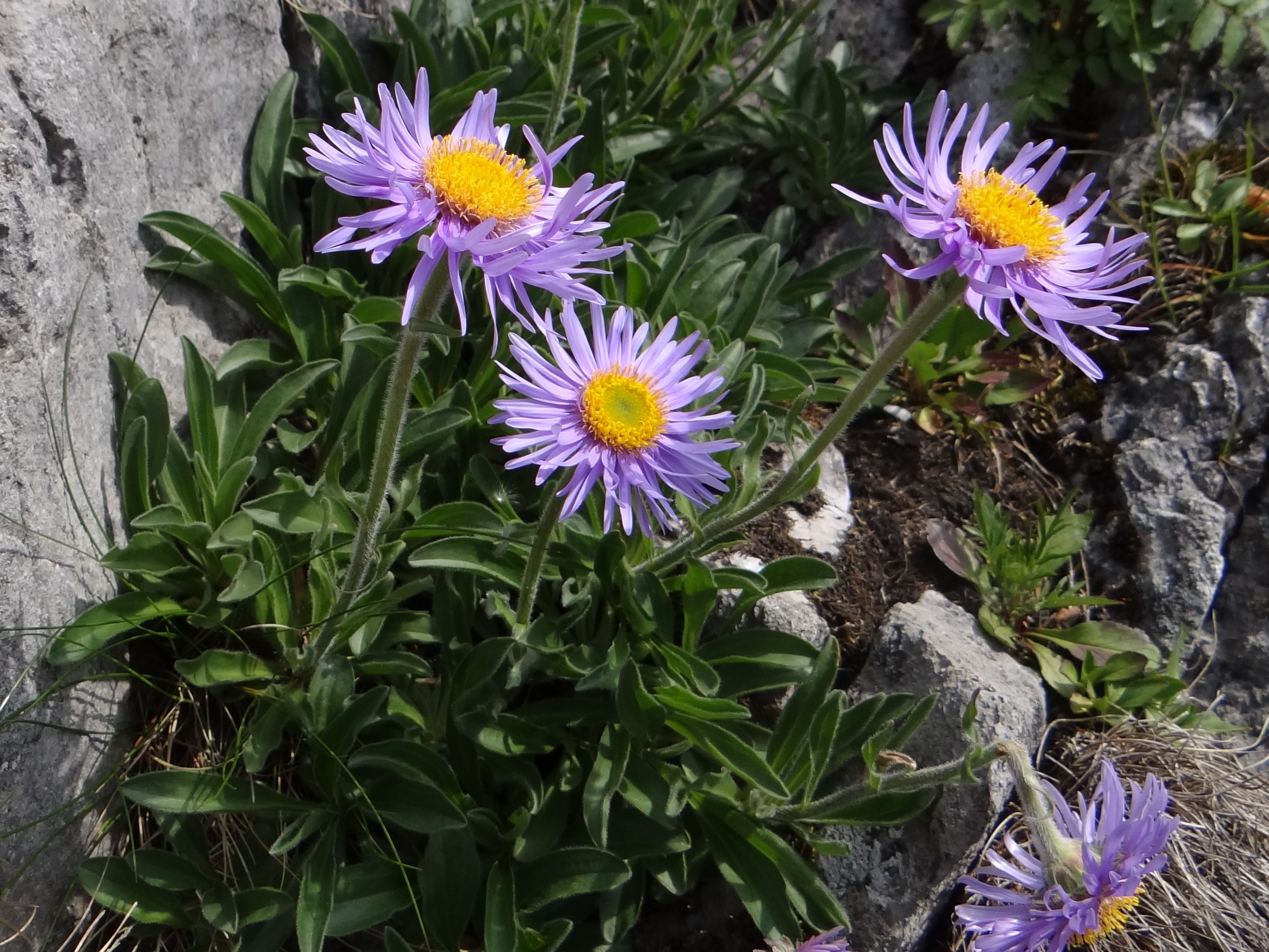 Цветок астра альпийская фото