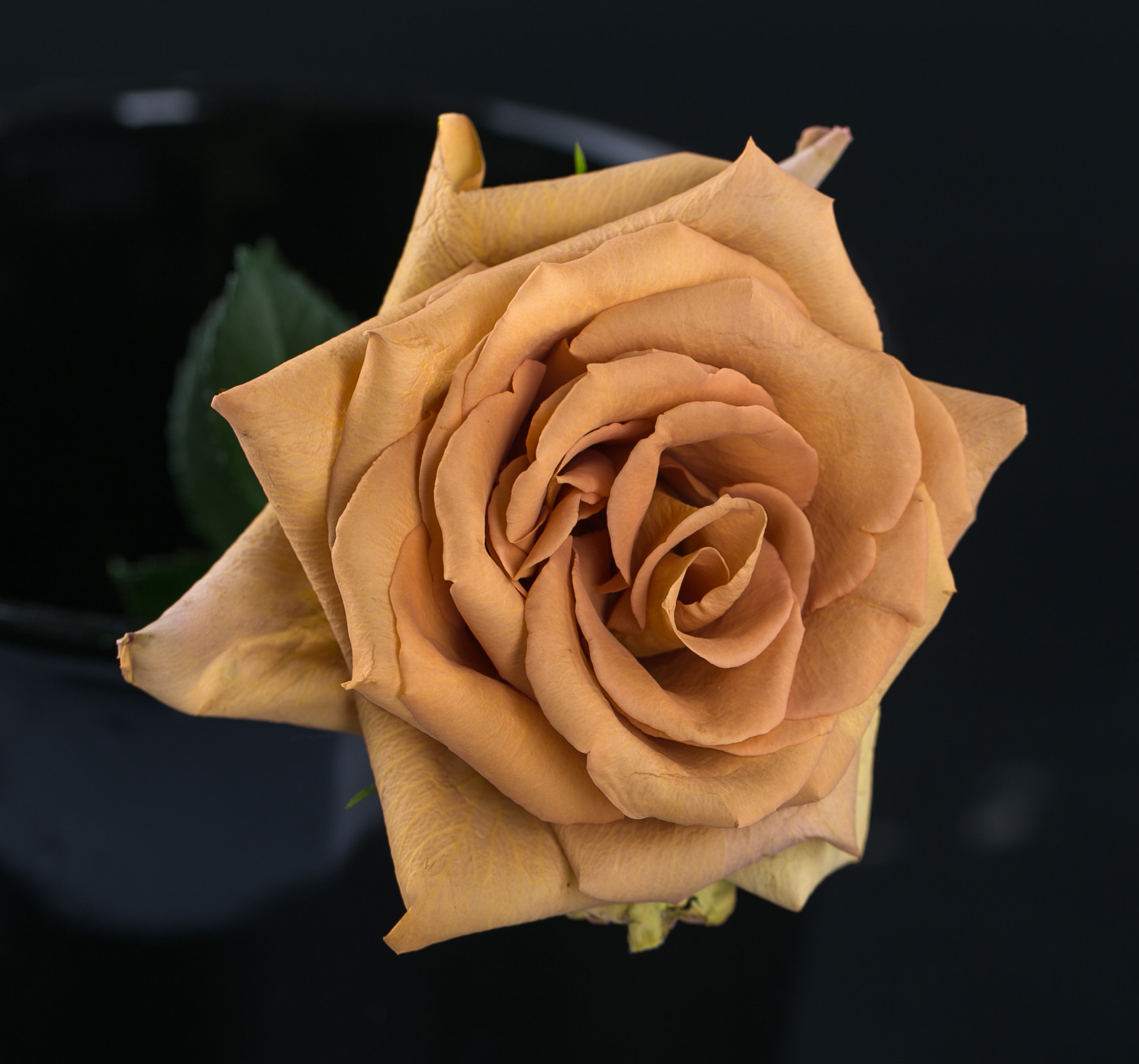 квиксанд роза эквадор
