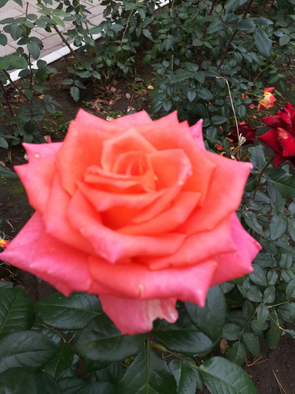 Роза чайно-гибридная Микеланджело