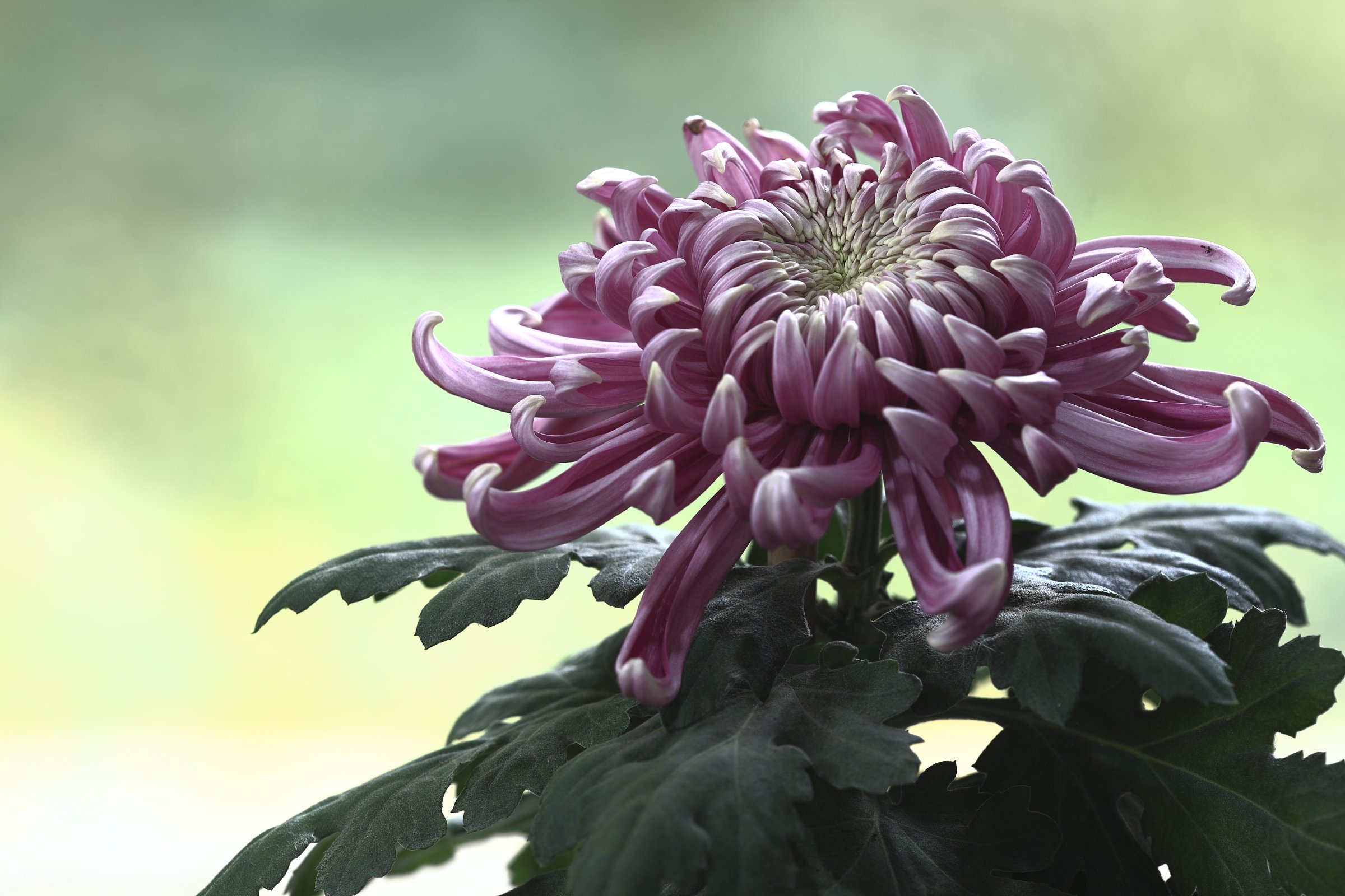 Хризантема кофейный аромат фото и описание сорта