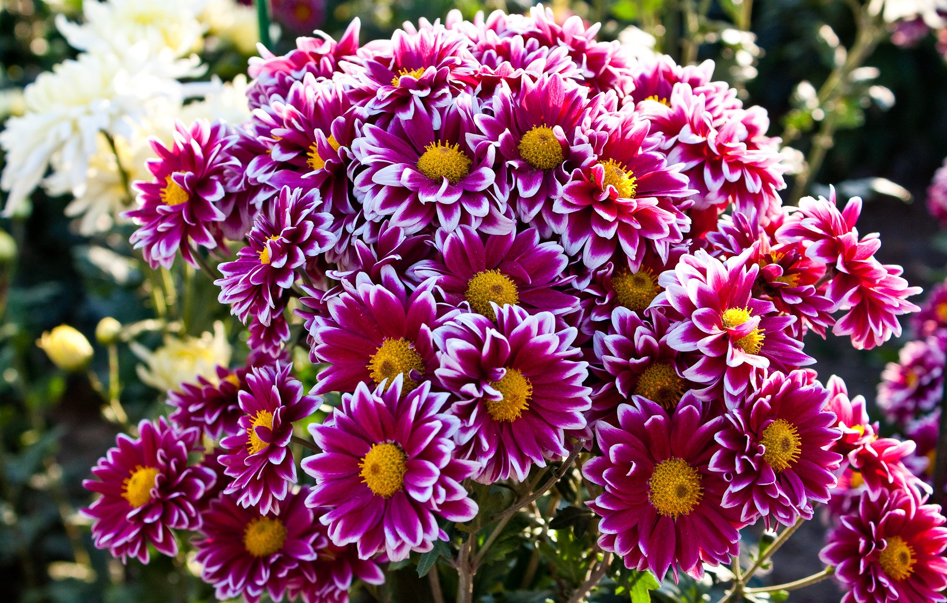 Хризантемы фото кустовые в саду садовые многолетние