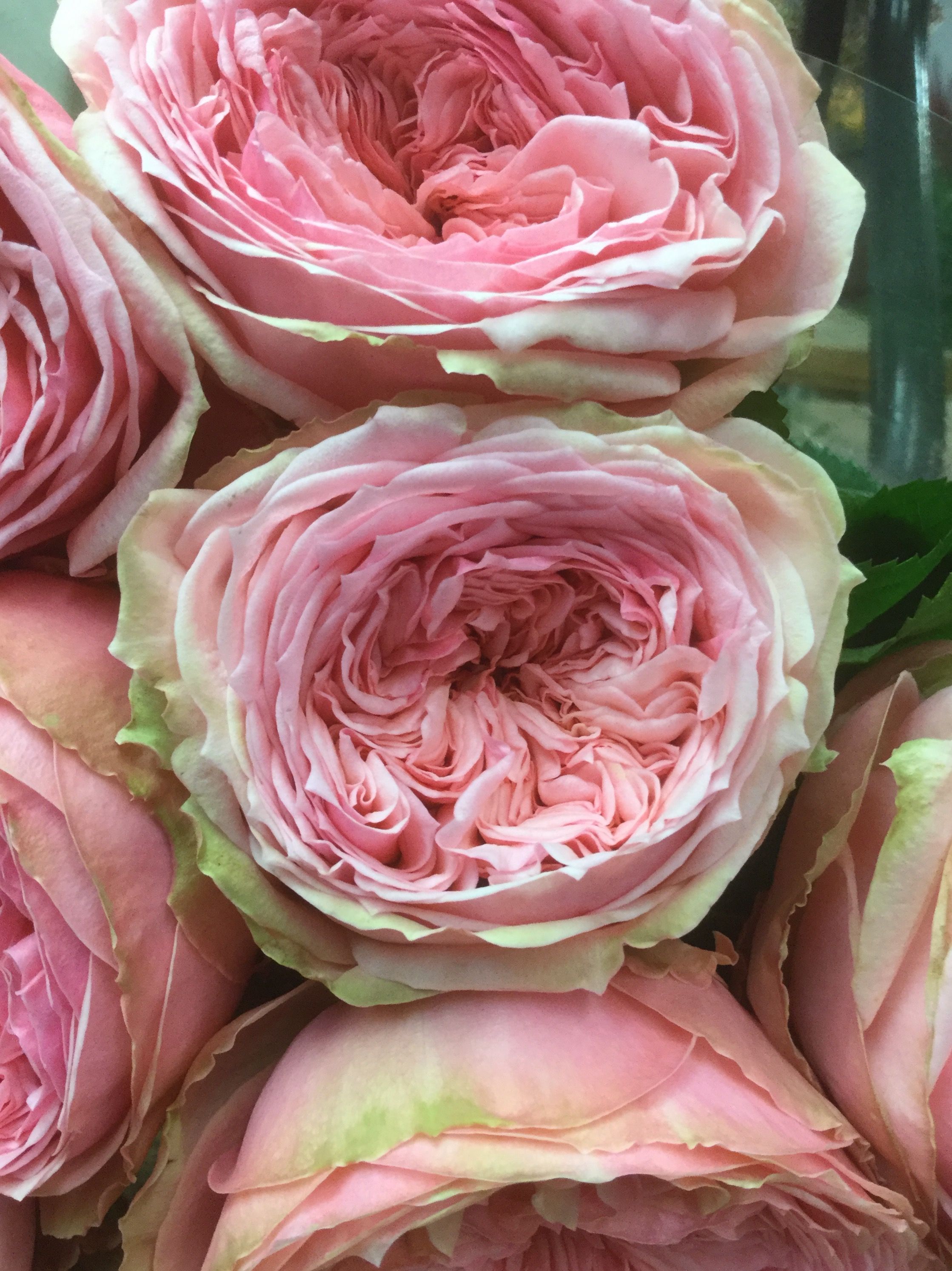 Сорта крупных розовых. Розы Остина Пинк.