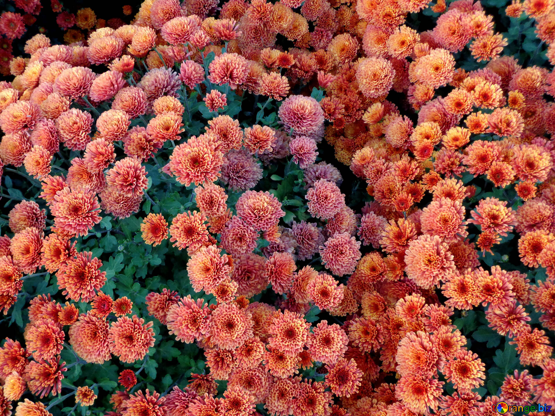 Хризантема Крупноцветковая Смесь