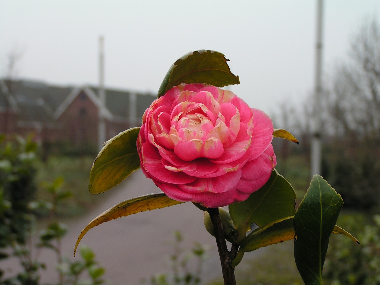 Розы из амстердама