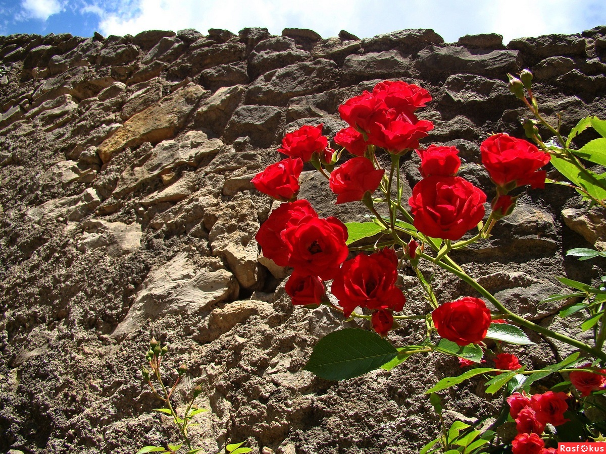 Роза Испания фото