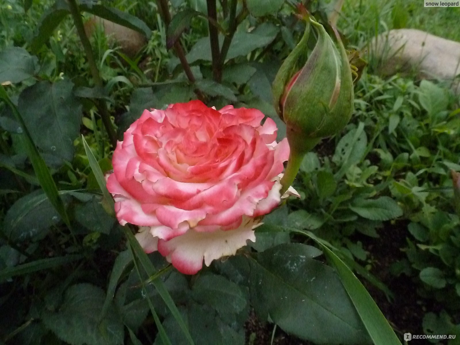 Роза фламенко фото и описание