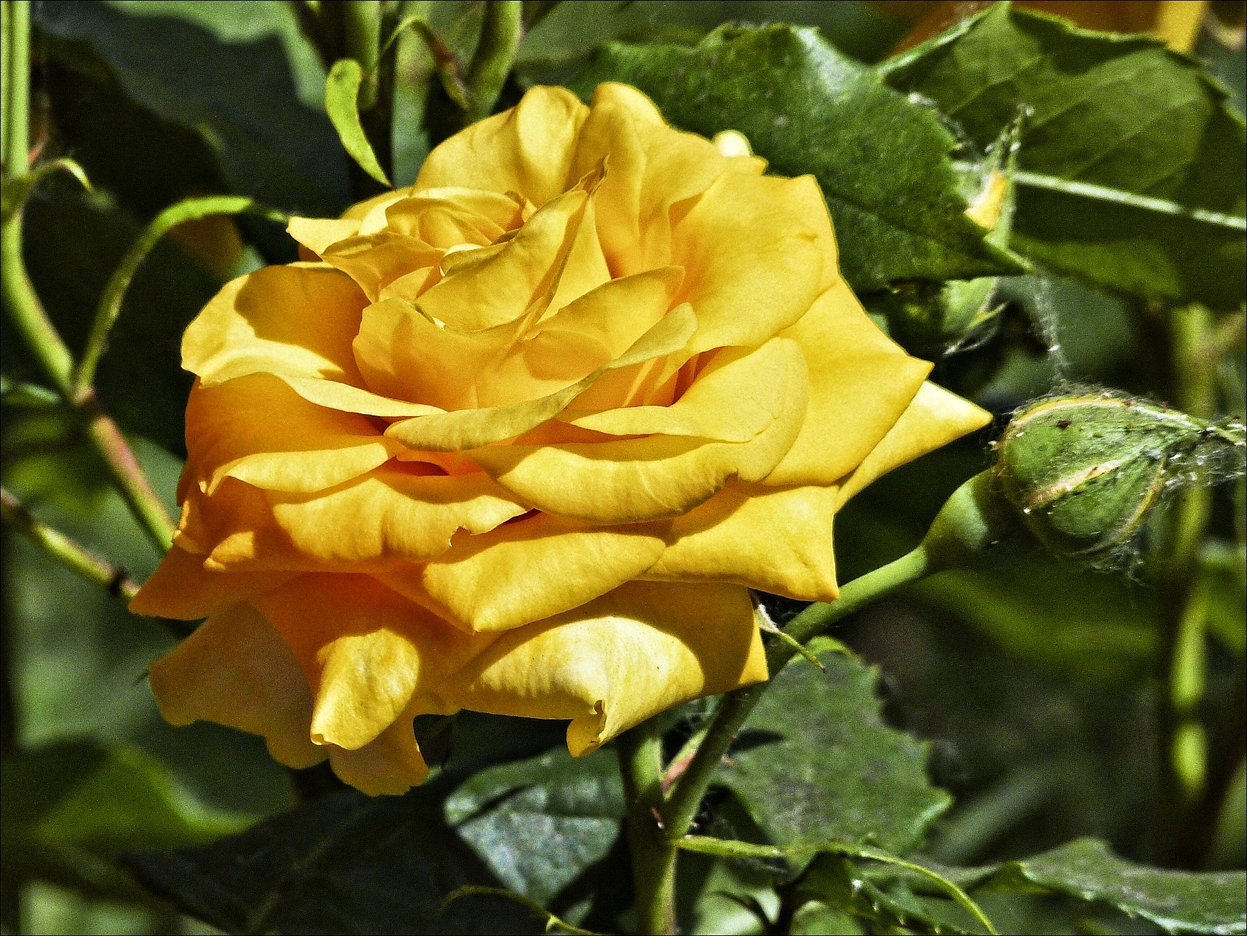 Роза желтая Керри