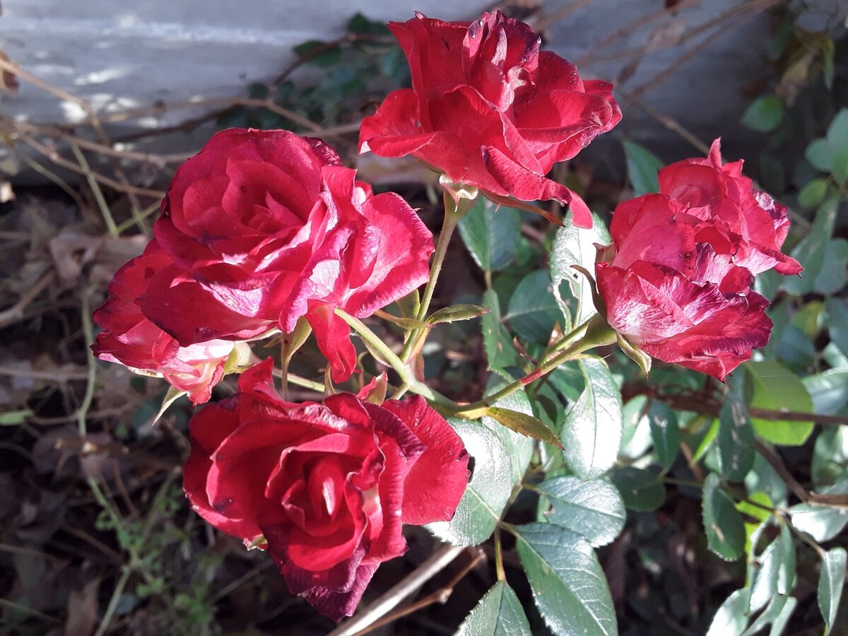 сорт розы испания